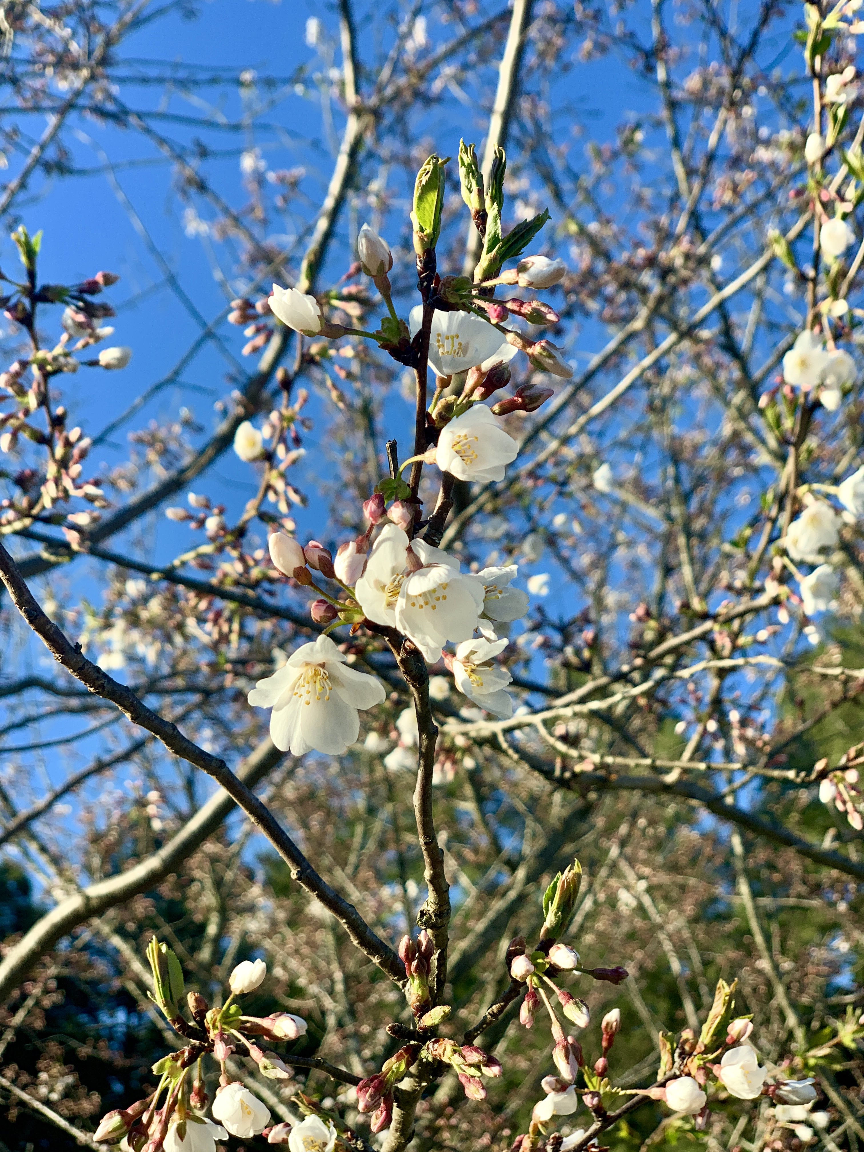Spring